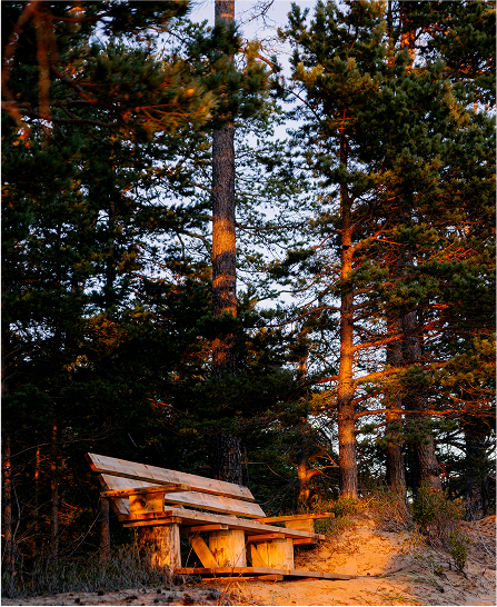 Собственный лес в Молодости на Байкале
